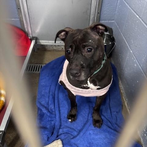 Enlarge Luna, a ADOPTABLE mixed breed in Bloomingdale, NJ image 2/6