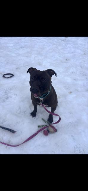 Luna, a ADOPTABLE mixed breed in Bloomingdale, NJ image 3/3