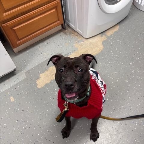 Enlarge Luna, a ADOPTABLE mixed breed in Bloomingdale, NJ image 1/6