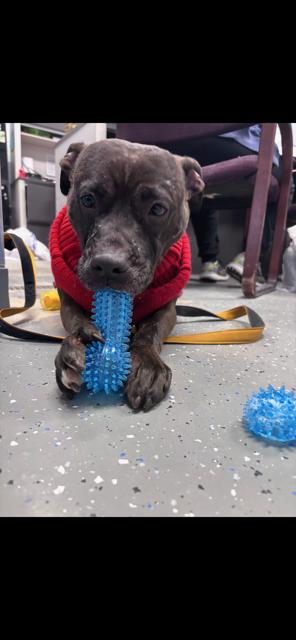 Enlarge Luna, a ADOPTABLE mixed breed in Bloomingdale, NJ image 6/6