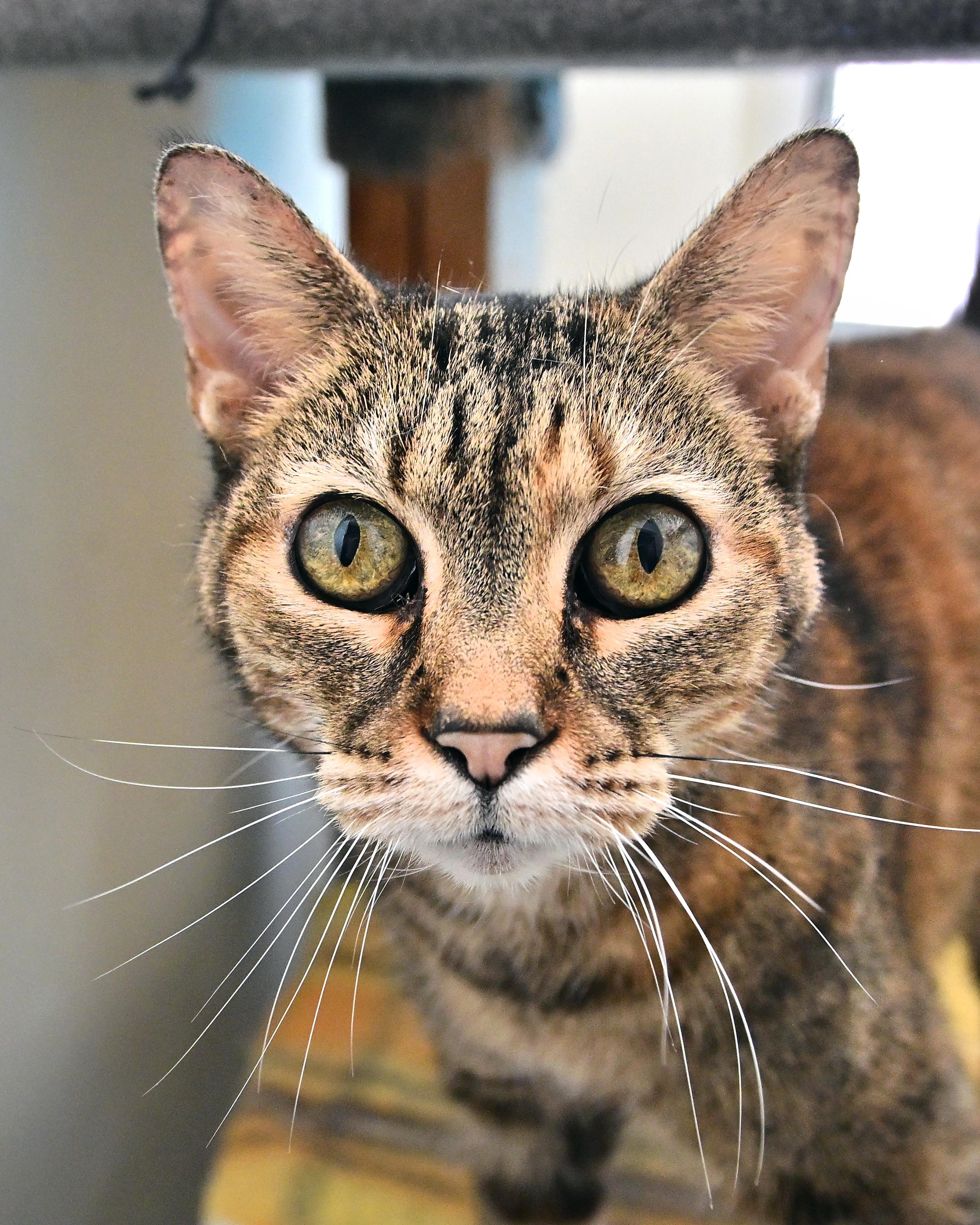 Enlarge Cass, a ADOPTABLE Domestic Short Hair in Corrales, NM image 2/2