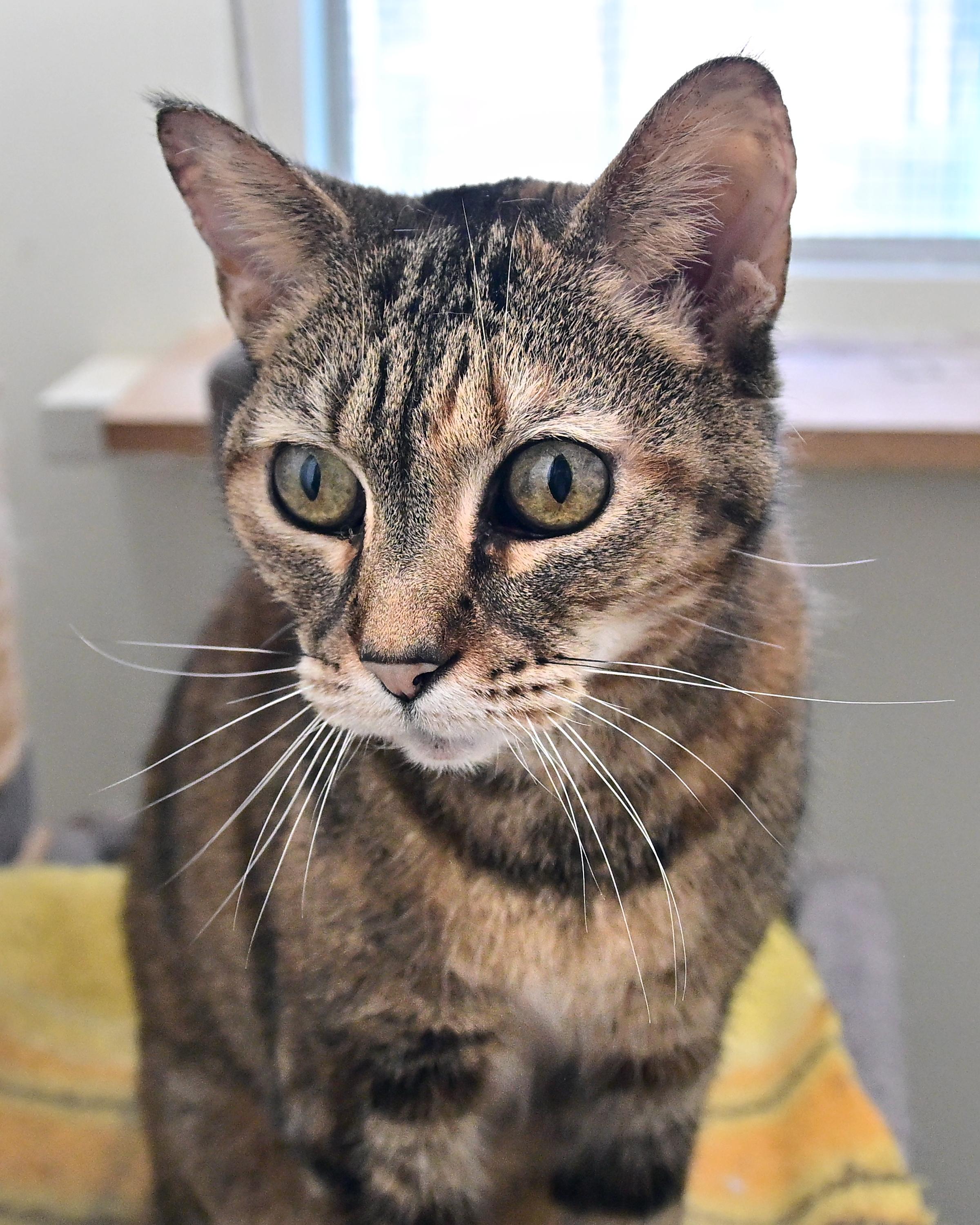 Enlarge Cass, a ADOPTABLE Domestic Short Hair in Corrales, NM image 1/2