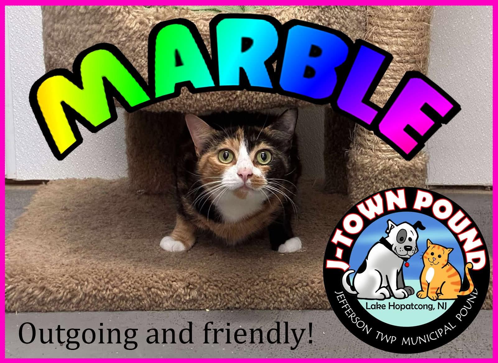 Marble - Chatty & Curious, a Adoptable Domestic Short Hair in Lake Hopatcong, NJ image 1/2