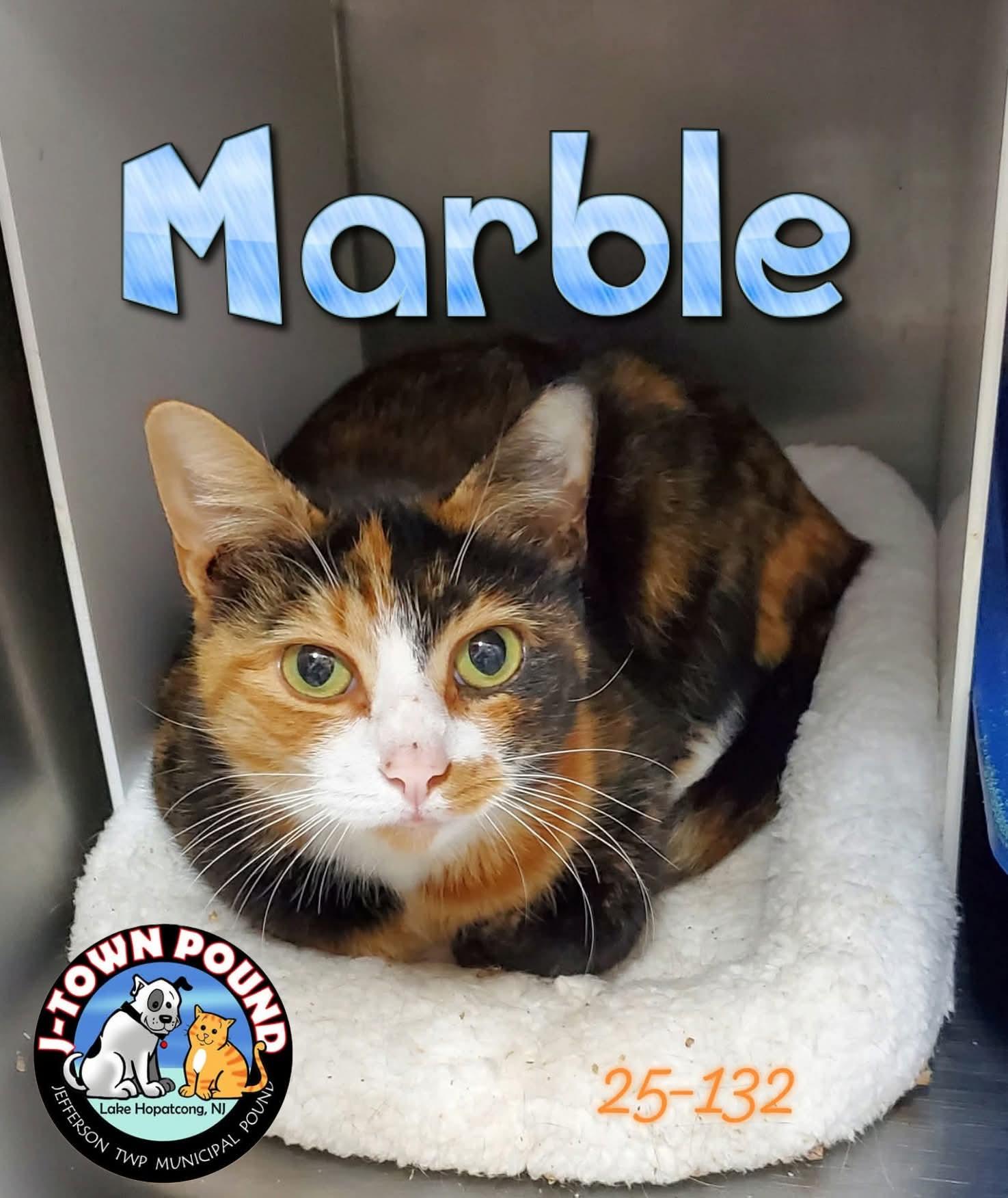 Marble - Chatty & Curious, a Adoptable Domestic Short Hair in Lake Hopatcong, NJ image 2/2