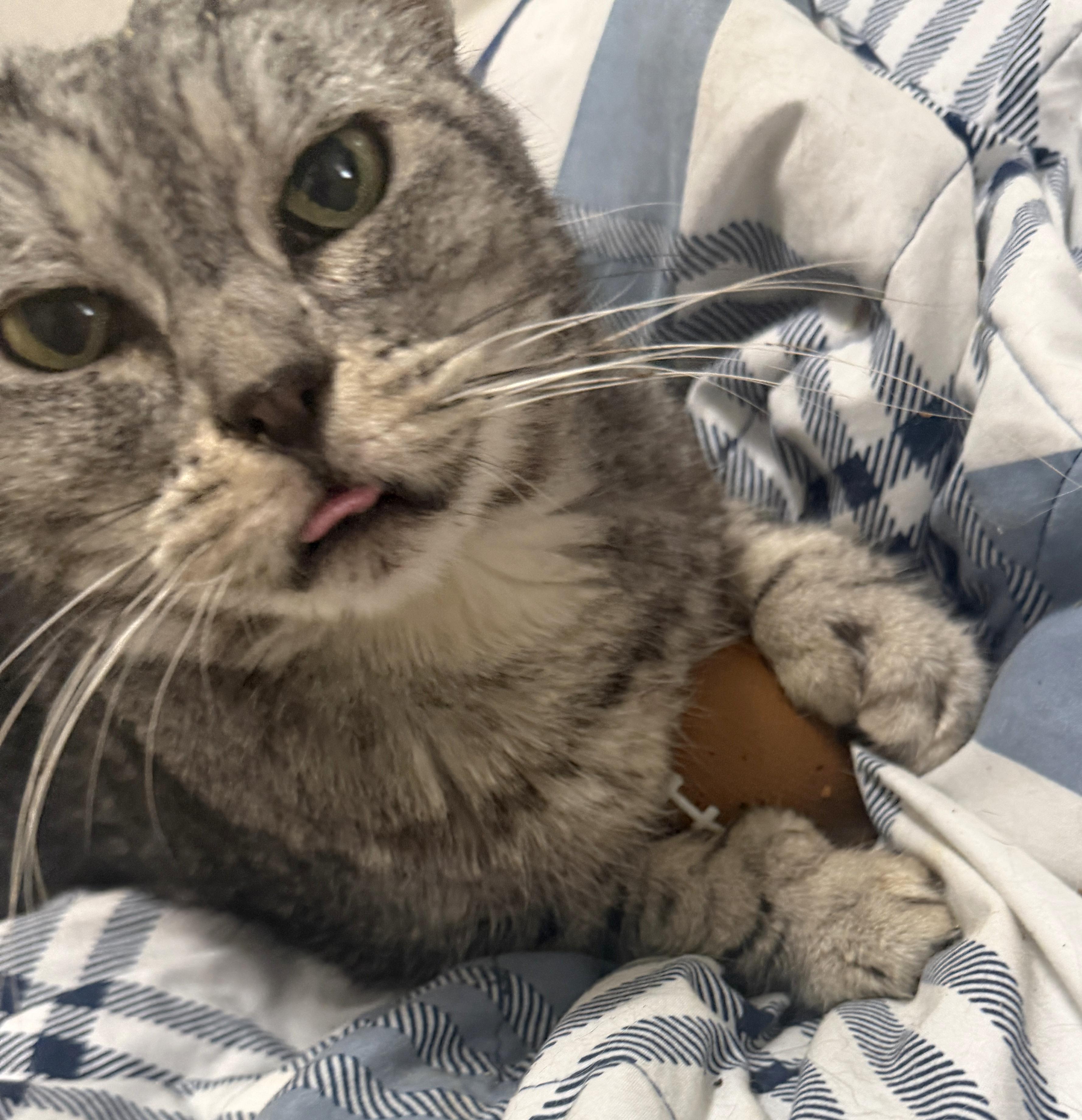 Jade, a Adoptable Tabby in Springfield, OR image 5/5