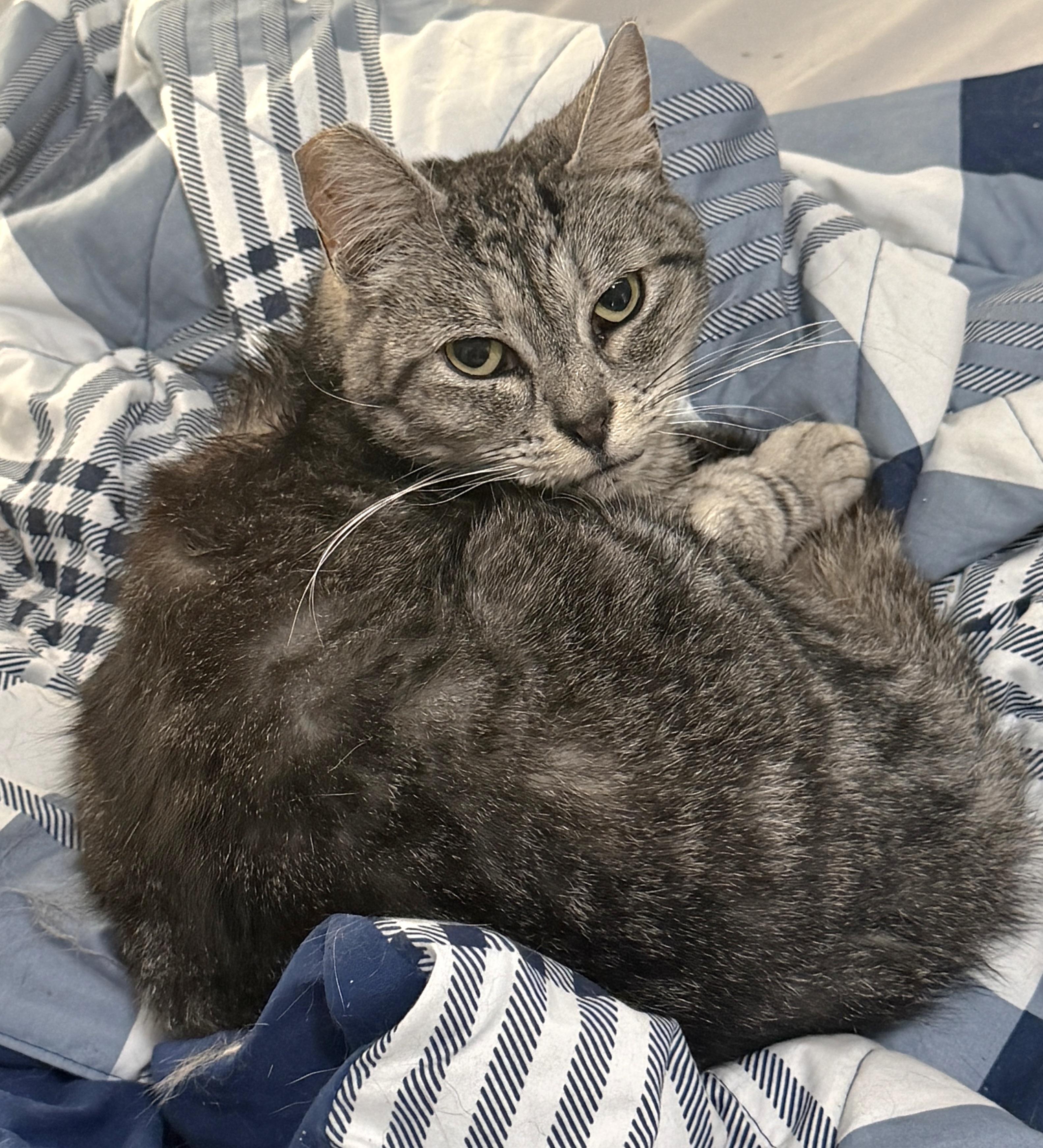 Jade, a Adoptable Tabby in Springfield, OR image 2/5