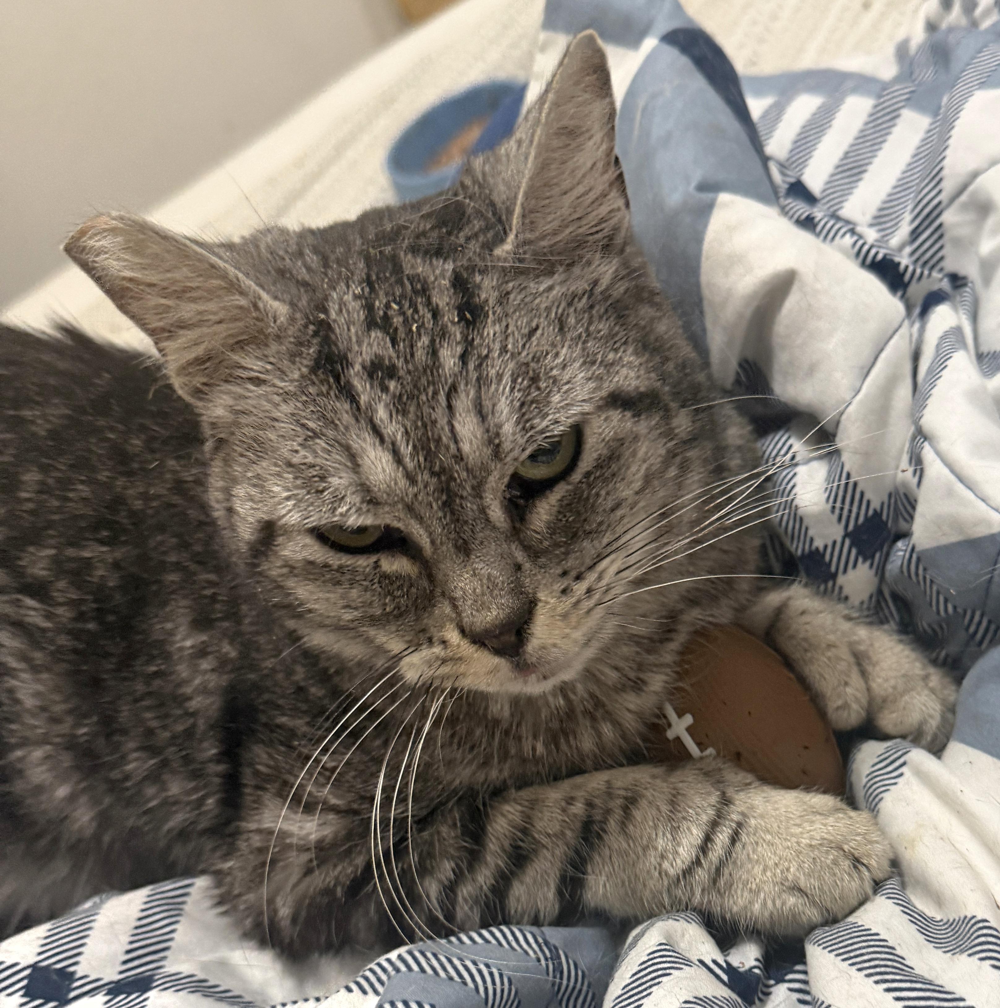 Jade, a Adoptable Tabby in Springfield, OR image 1/5