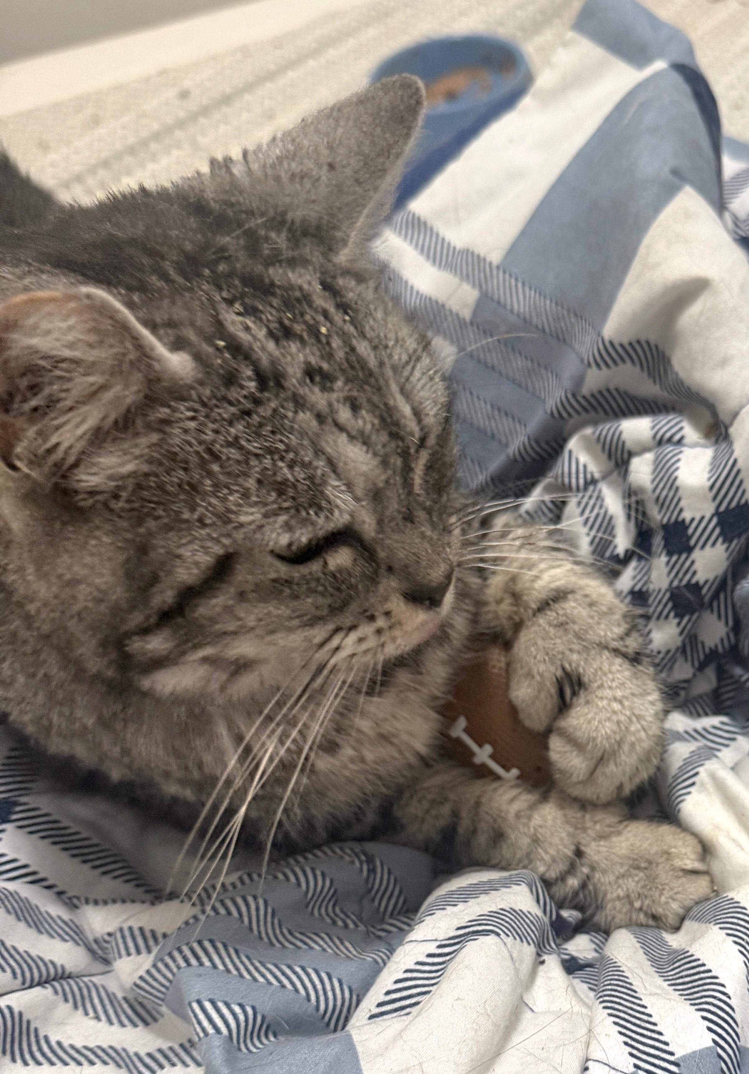 Jade, a Adoptable Tabby in Springfield, OR image 4/5