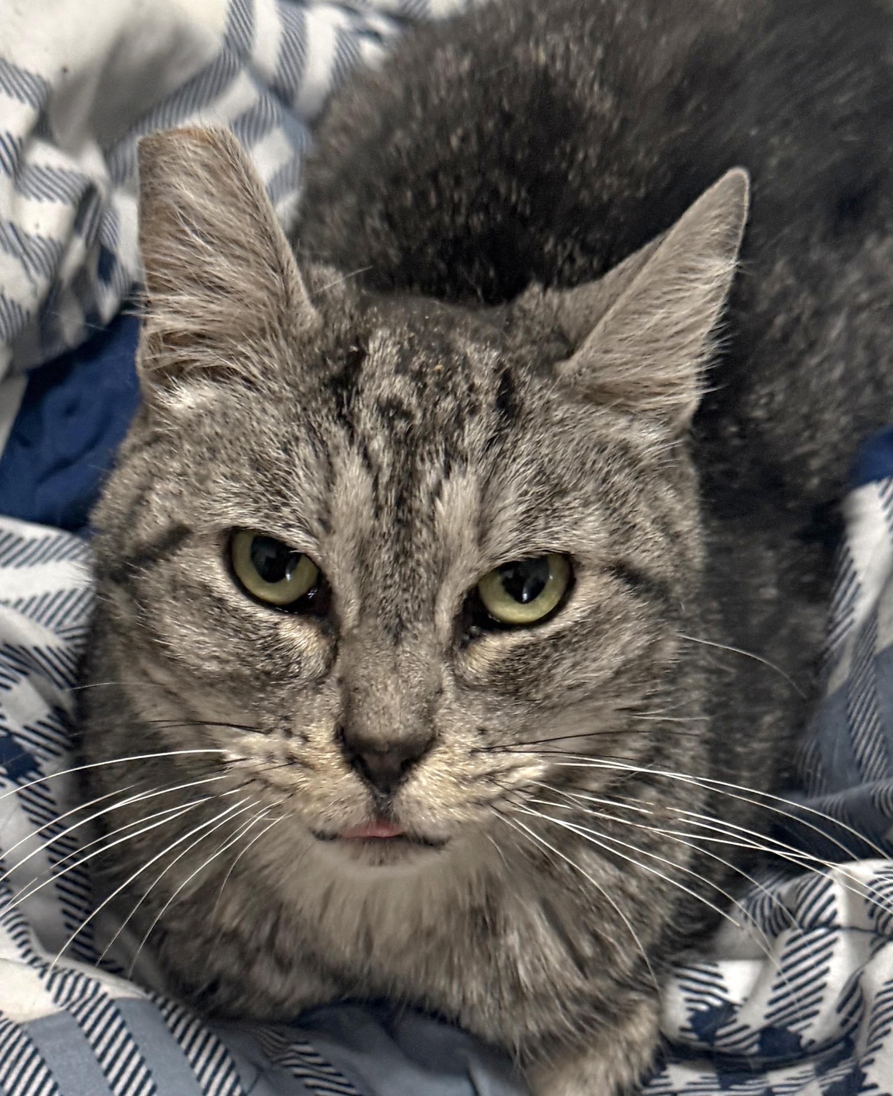 Jade, a Adoptable Tabby in Springfield, OR image 3/5
