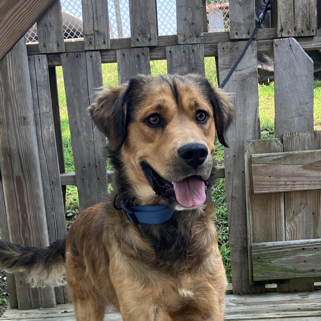 Enlarge Rusty, a Adoptable mixed breed in Pulaski, TN image 1/6