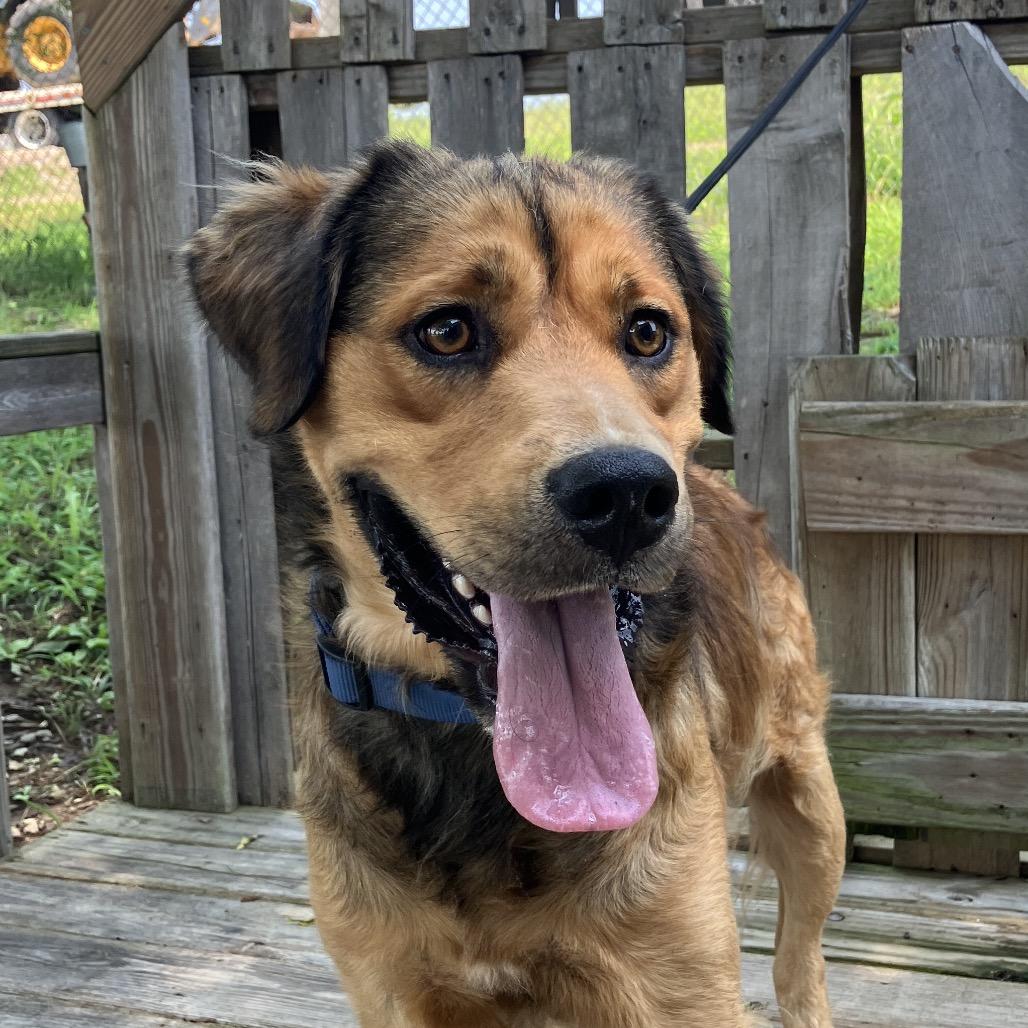 Rusty, a Adoptable mixed breed in Pulaski, TN image 2/6
