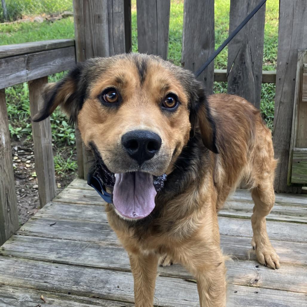 Enlarge Rusty, a Adoptable mixed breed in Pulaski, TN image 2/6