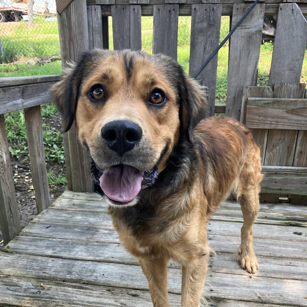 Enlarge Rusty, a Adoptable mixed breed in Pulaski, TN image 3/6