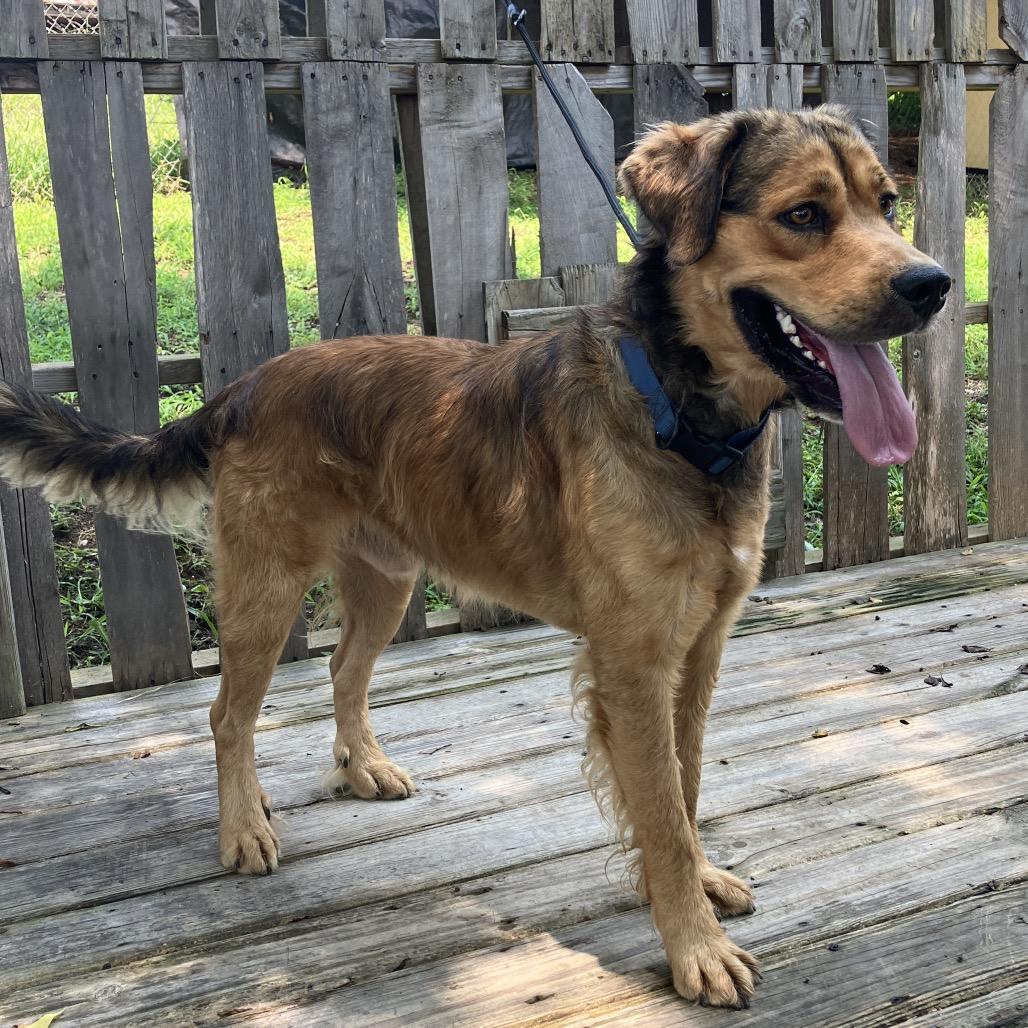 Enlarge Rusty, a Adoptable mixed breed in Pulaski, TN image 4/6