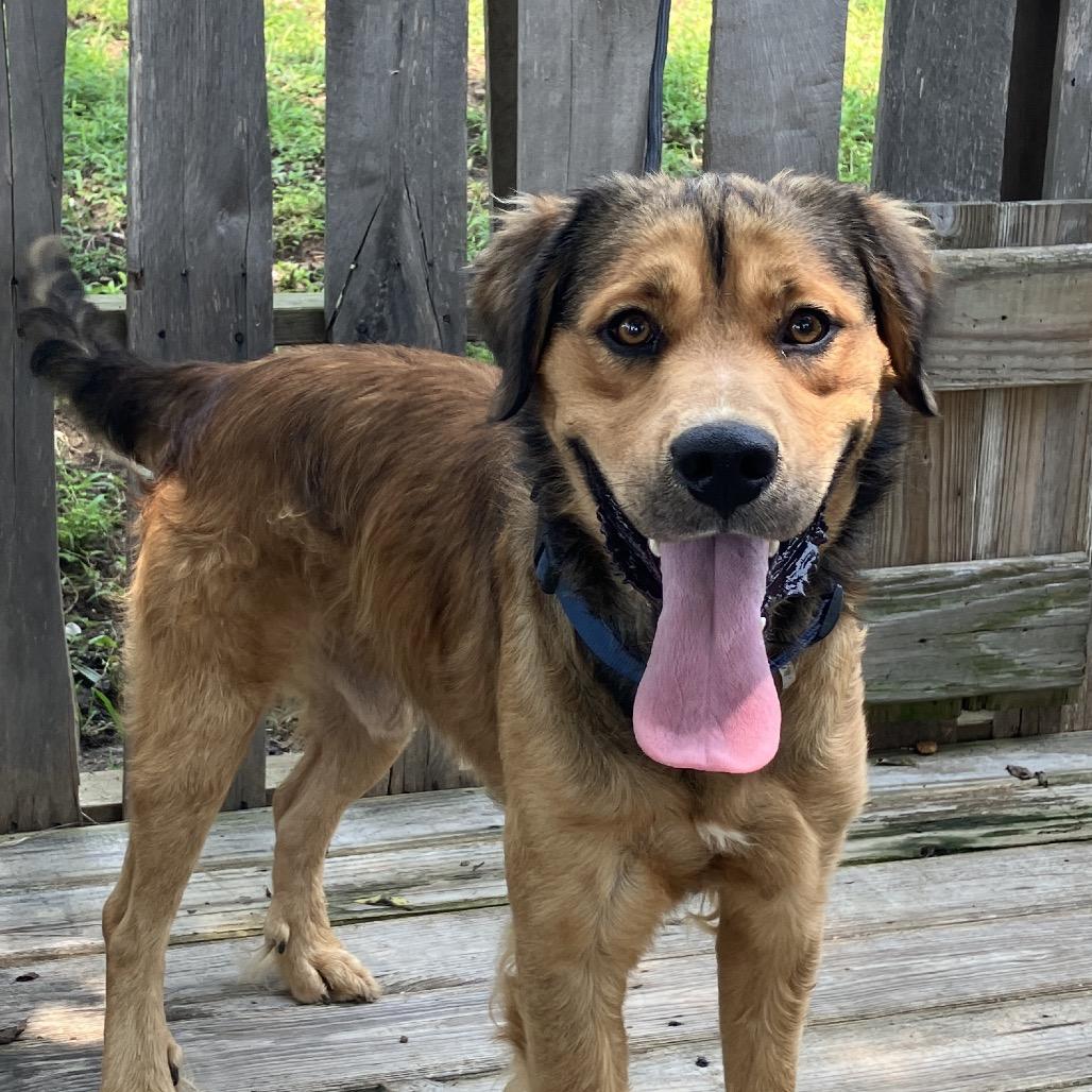 Enlarge Rusty, a Adoptable mixed breed in Pulaski, TN image 5/6