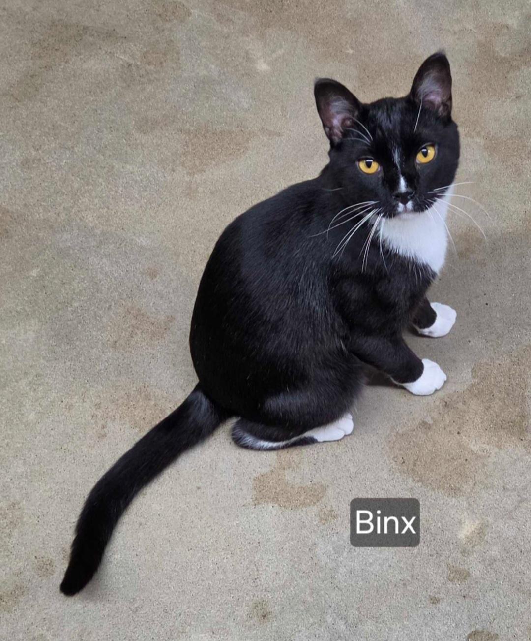 Binx, ADOPTABLE, Adult Male Domestic Short Hair.