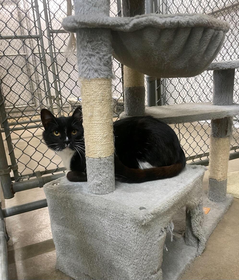 Enlarge Binx, a ADOPTABLE Domestic Short Hair in Durand, WI image 2/2