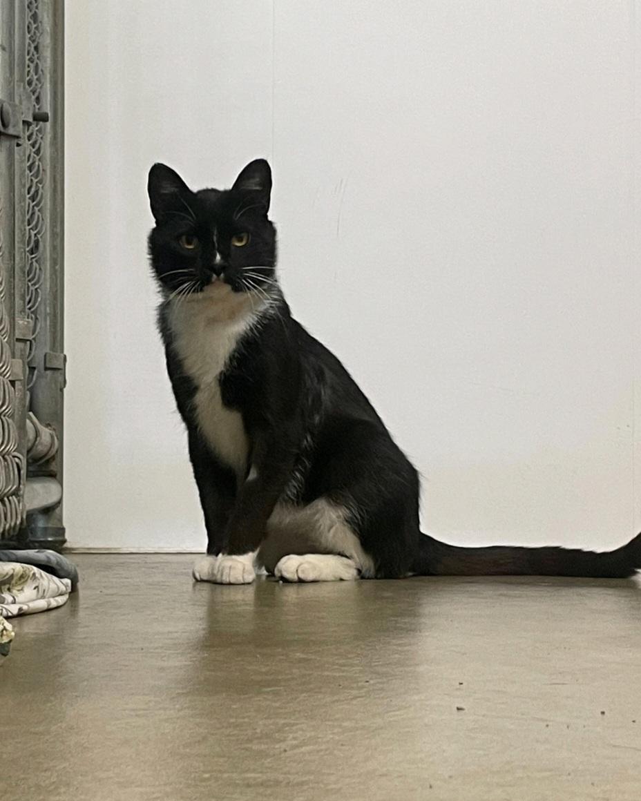 Binx, ADOPTABLE, Adult Male Domestic Short Hair.