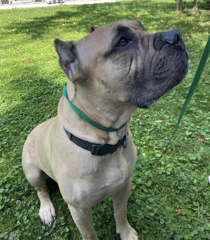 Enlarge George, a Adoptable mixed breed in Belleville, MI image 1/3