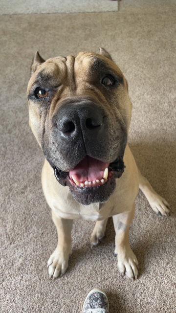 Enlarge George, a Adoptable mixed breed in Belleville, MI image 3/3