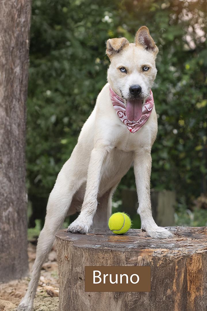 Bruno, Adoptable, Adult Male Terrier & Husky.