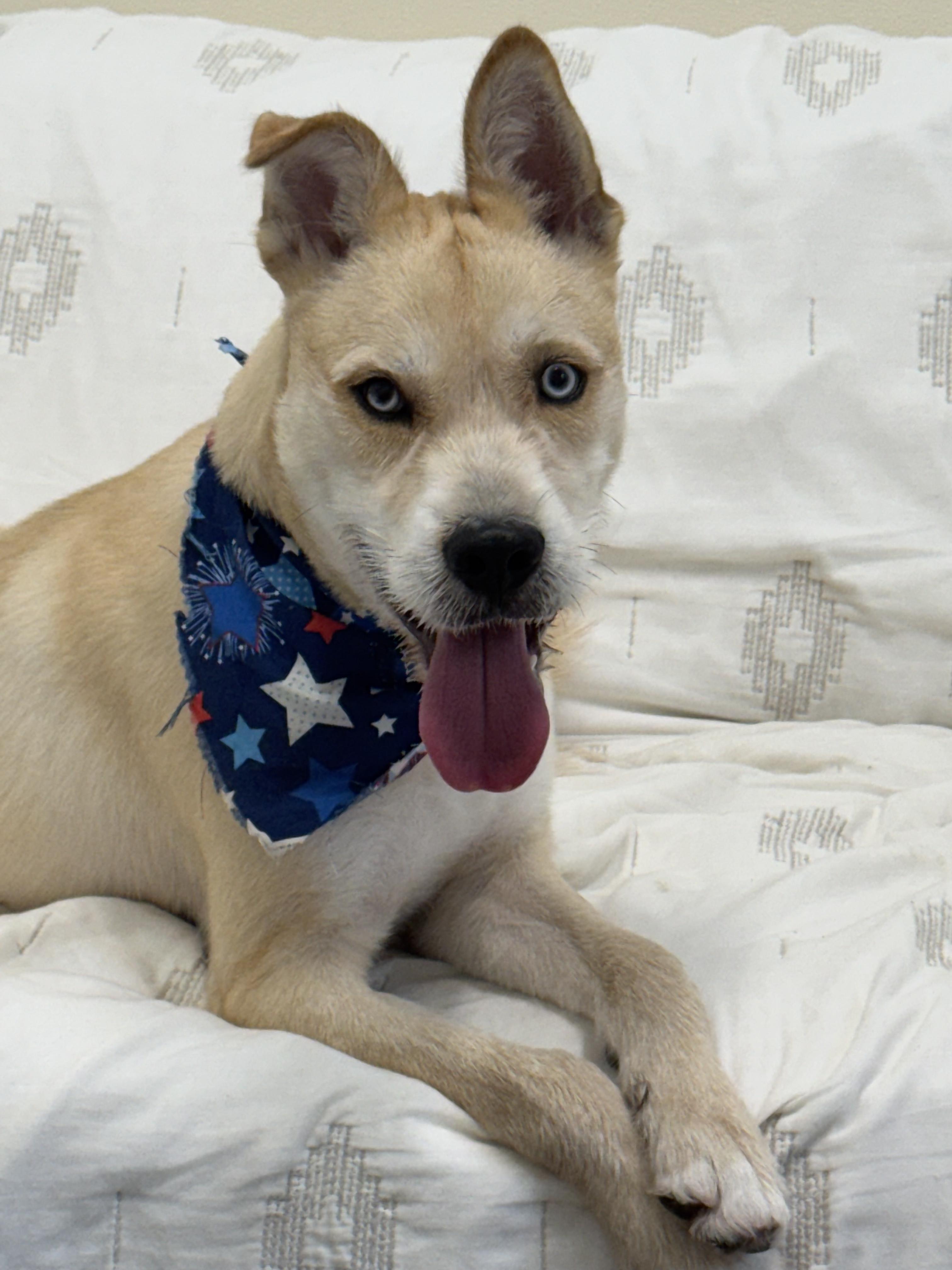 Bruno, a Adoptable mixed breed in Pawleys Island, SC image 3/4