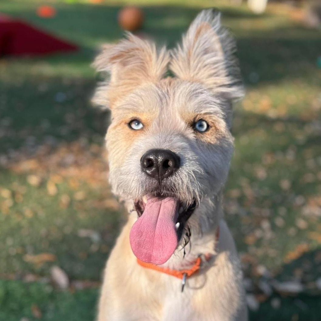 Bruno, Adoptable, Adult Male Terrier & Husky.