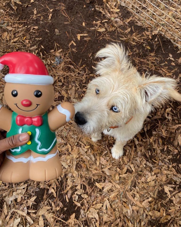 Enlarge Bruno, a Adoptable mixed breed in Pawleys Island, SC image 6/6