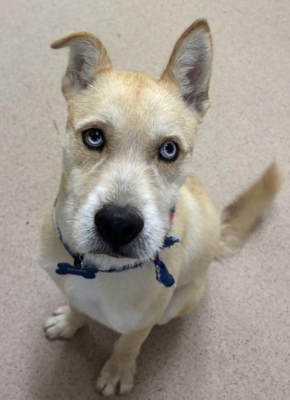 Bruno, a Adoptable mixed breed in Pawleys Island, SC image 4/4