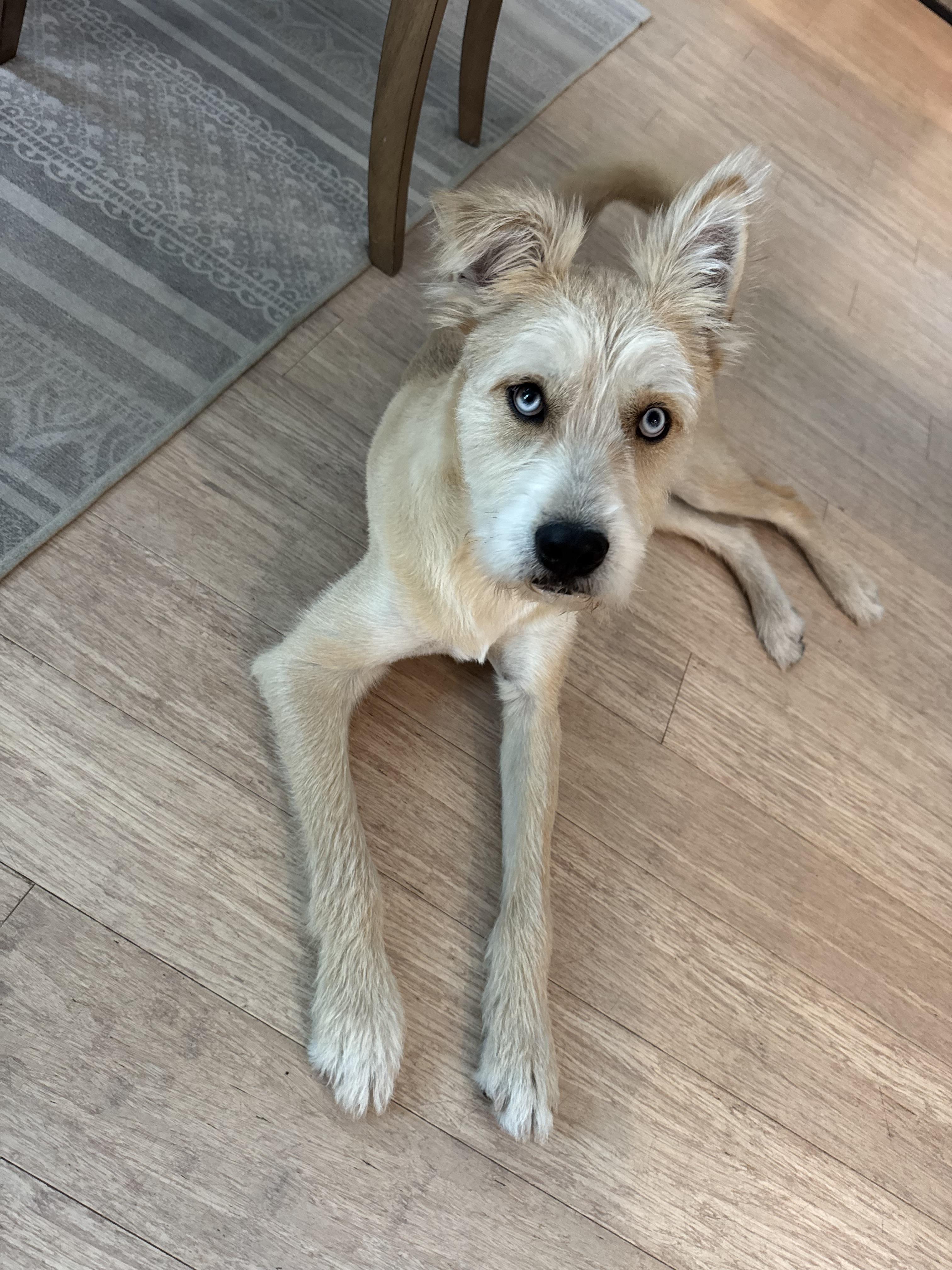 Bruno, a Adoptable mixed breed in Pawleys Island, SC image 2/4