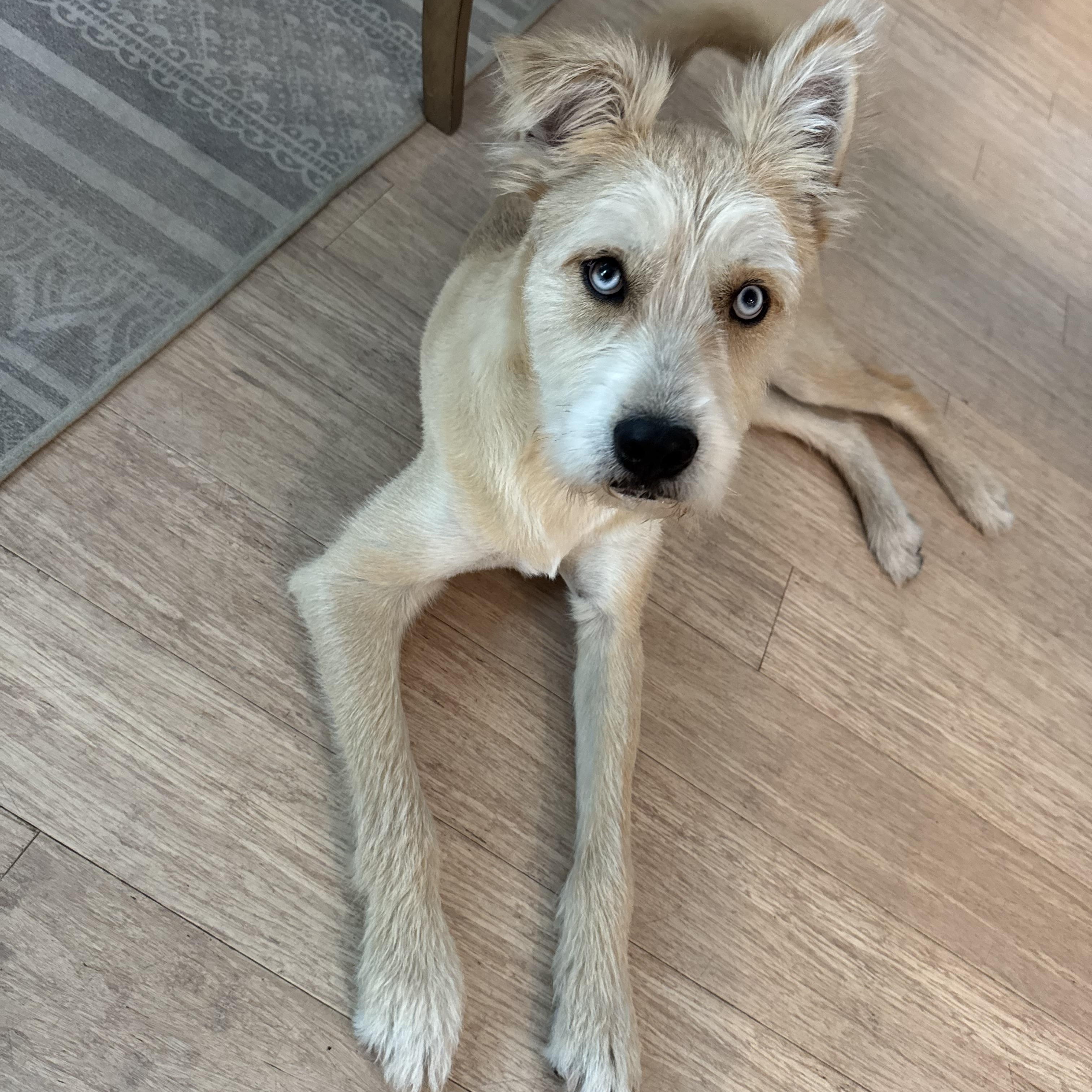 Enlarge Bruno, a Adoptable mixed breed in Pawleys Island, SC image 3/6