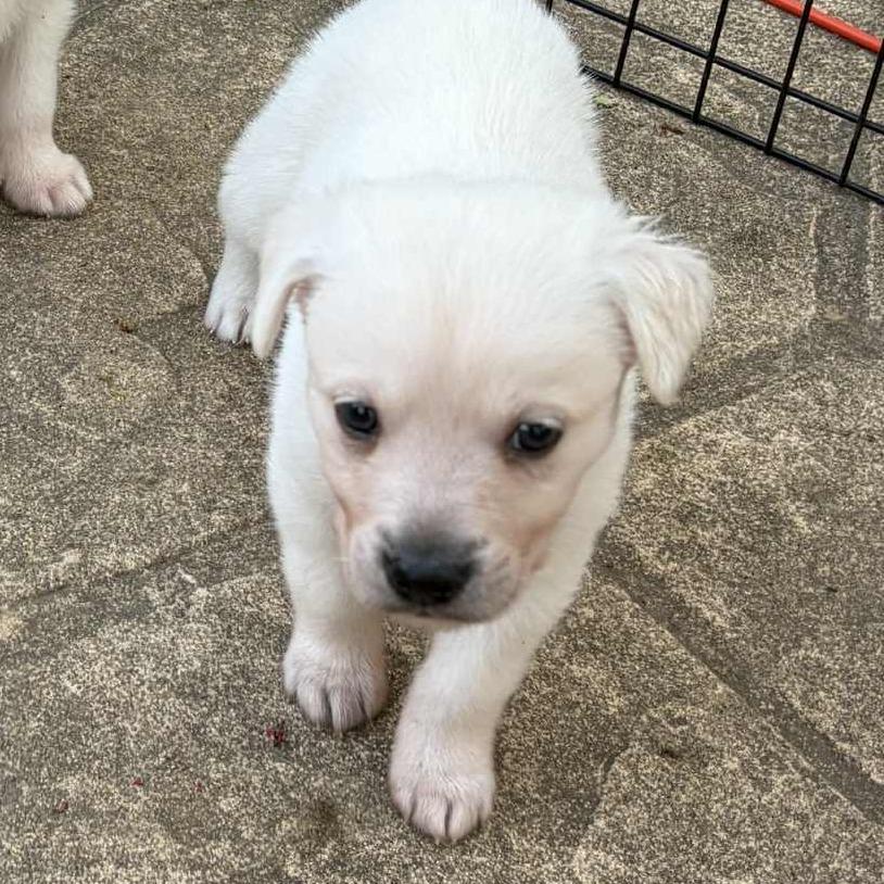 Orville, Adoptable, Puppy Male German Shepherd Dog & Retriever.