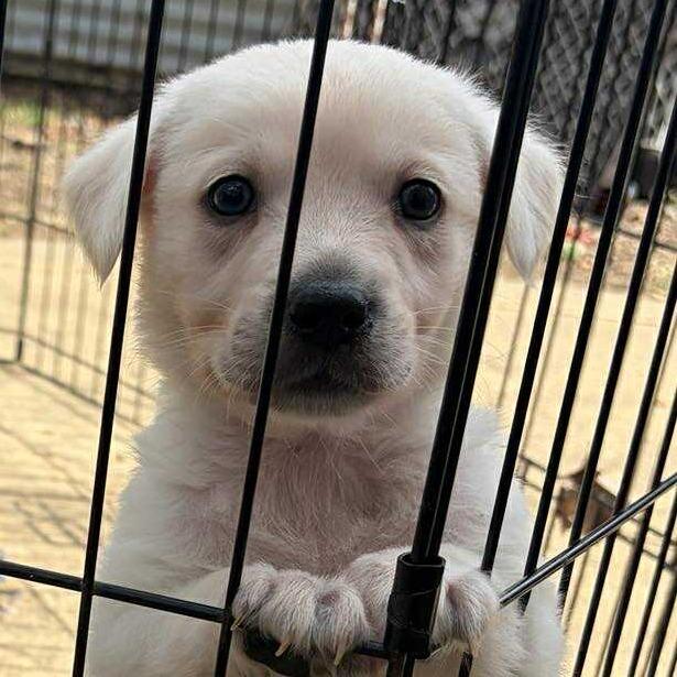 Enlarge Orville, a Adoptable mixed breed in Raleigh, NC image 2/6