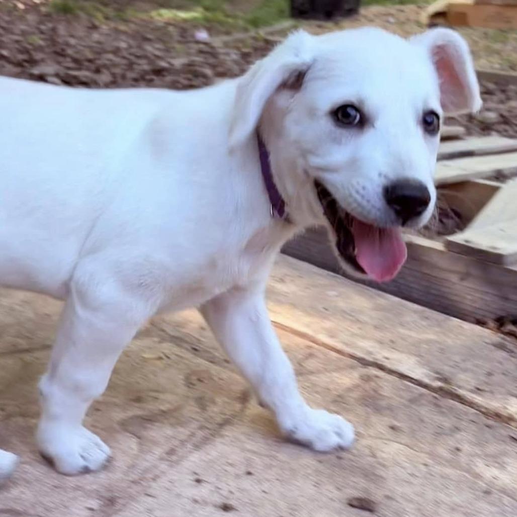 Enlarge Orville, a Adoptable mixed breed in Raleigh, NC image 3/6