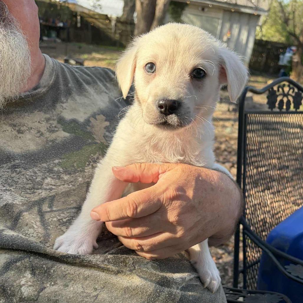 Enlarge Orville, a Adoptable mixed breed in Raleigh, NC image 3/6