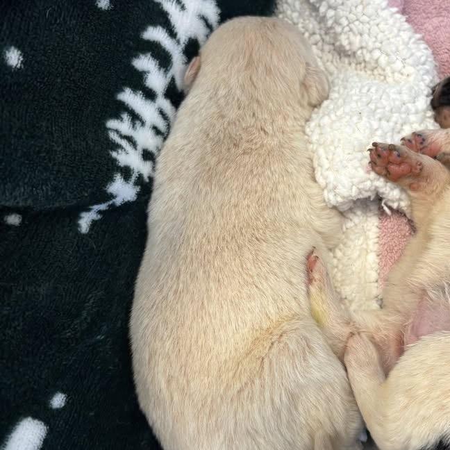 Enlarge Orville, a Adoptable mixed breed in Raleigh, NC image 4/6