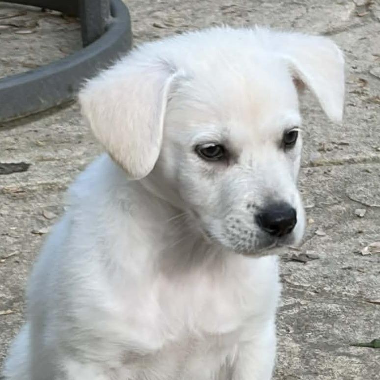 Enlarge Orville, a Adoptable mixed breed in Raleigh, NC image 5/6