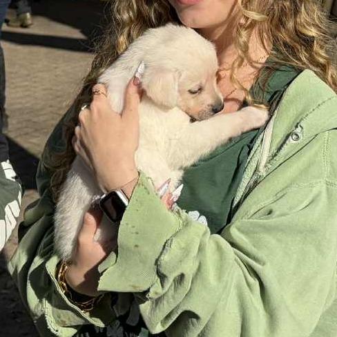 Enlarge Orville, a Adoptable mixed breed in Raleigh, NC image 6/6