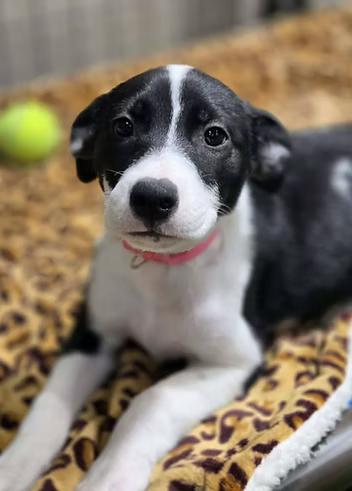 Enlarge Roswell, an adopted Mixed Breed in Racine, WI image 3/3