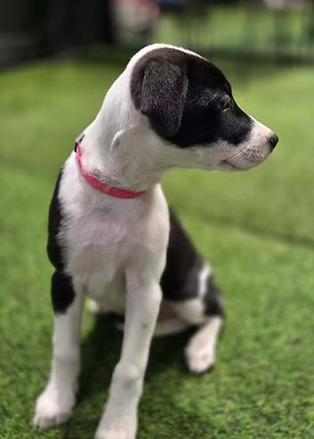 Enlarge Roswell, an adopted Mixed Breed in Racine, WI image 2/3