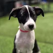 Enlarge Roswell, an adopted Mixed Breed in Racine, WI image 1/3