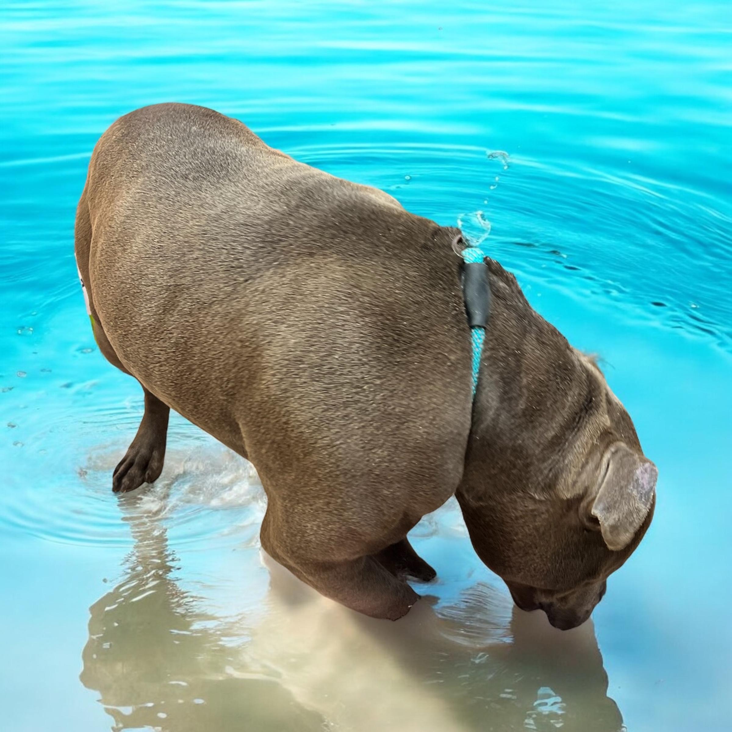 Enlarge Logan, an adoptable mixed breed in Horn Lake, MS image 5/6