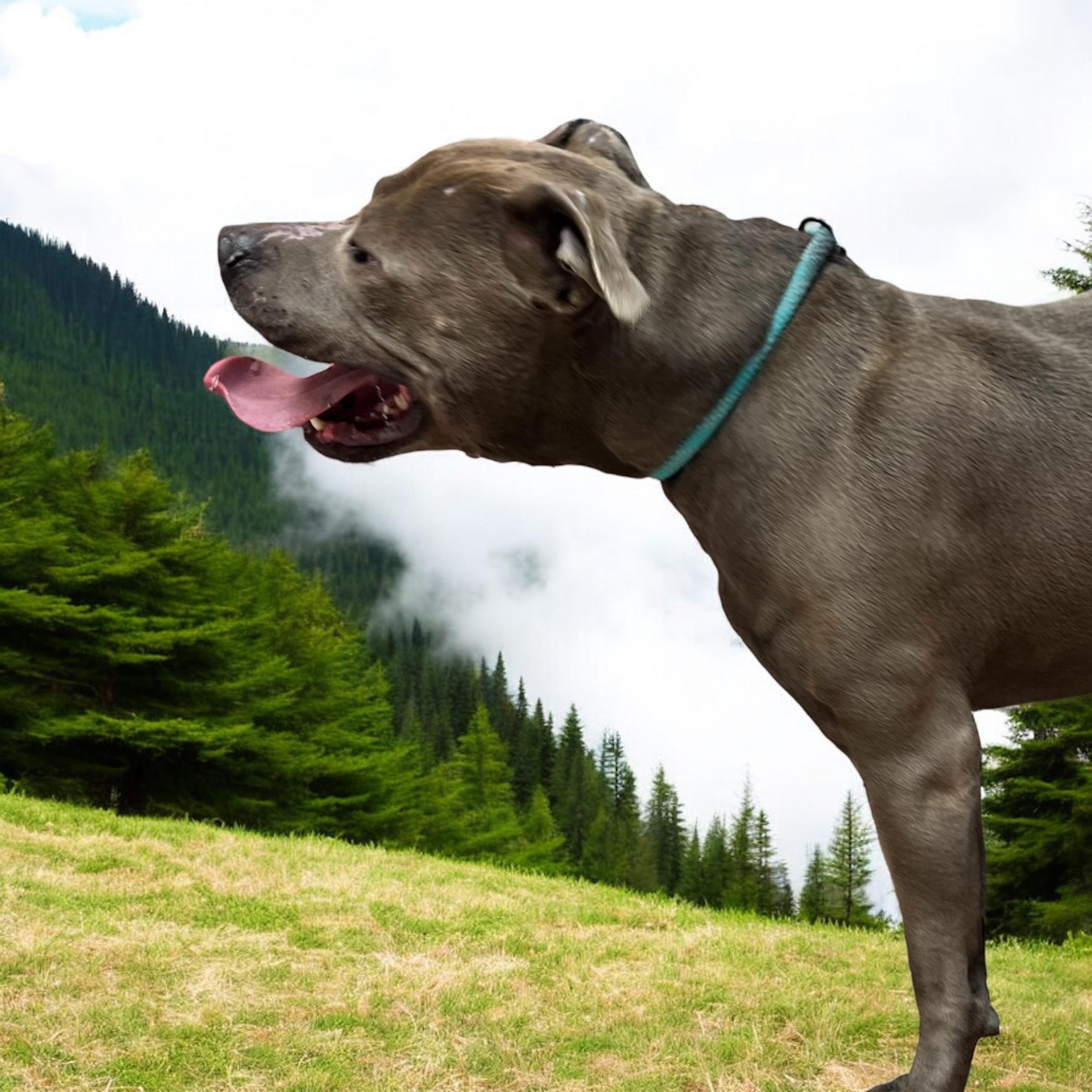 Enlarge Logan, an adoptable mixed breed in Horn Lake, MS image 2/6