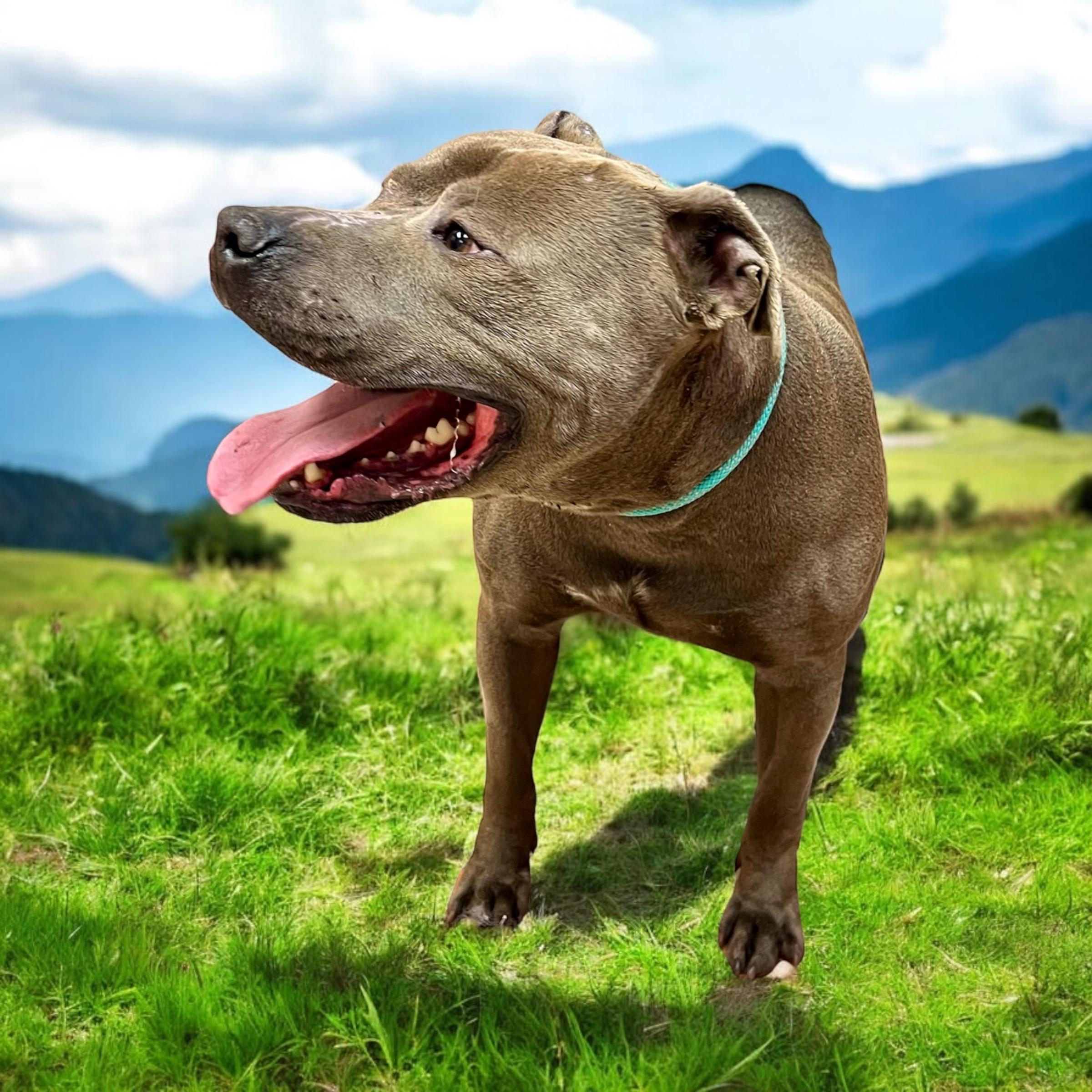 Enlarge Logan, an adoptable mixed breed in Horn Lake, MS image 4/6