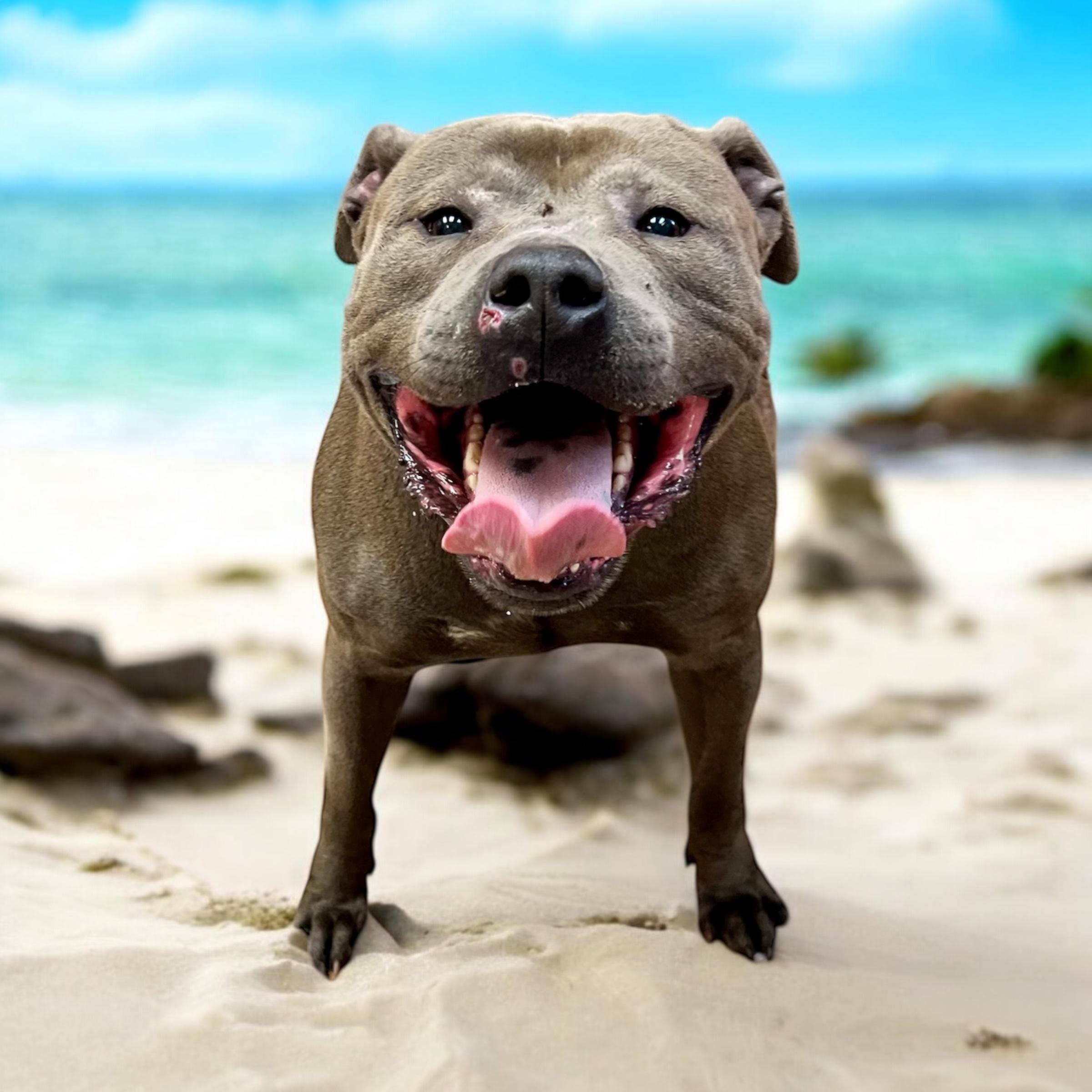 Enlarge Logan, an adoptable mixed breed in Horn Lake, MS image 1/6