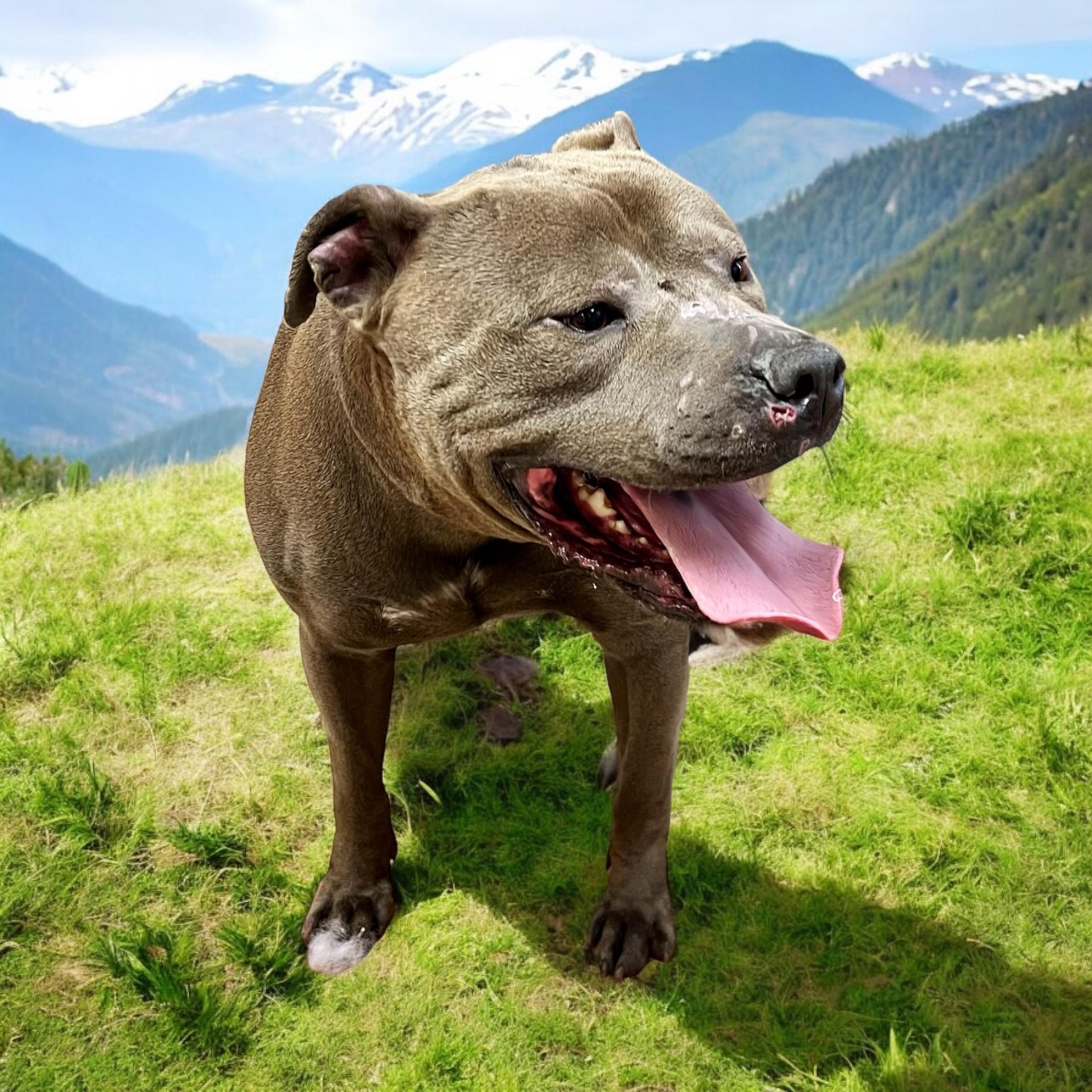 Enlarge Logan, an adoptable mixed breed in Horn Lake, MS image 3/6