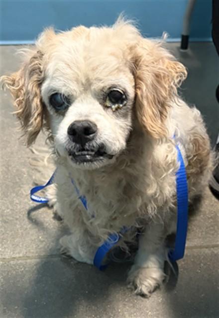 Enlarge SHIRLEY TEMPLE, a Adoptable Cocker Spaniel in Houston, TX image 1/1