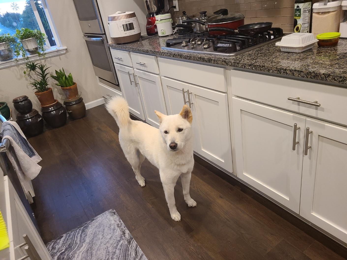 Enlarge Lui, a Adopted Jindo in Federal Way, WA image 1/3