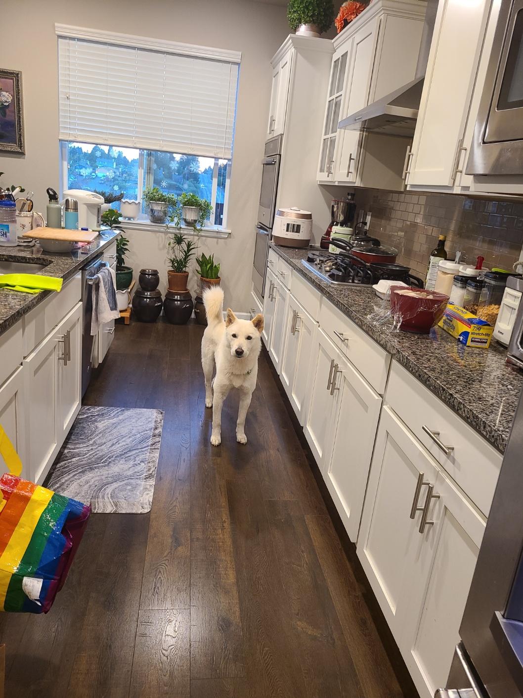 Enlarge Lui, a Adopted Jindo in Federal Way, WA image 2/3