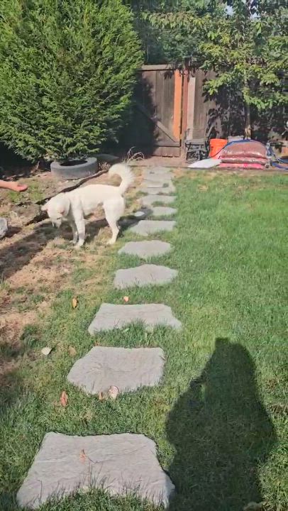 Enlarge Lui, a Adopted Jindo in Federal Way, WA video 3/3